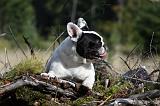 BOULEDOGUE FRANCAIS 760